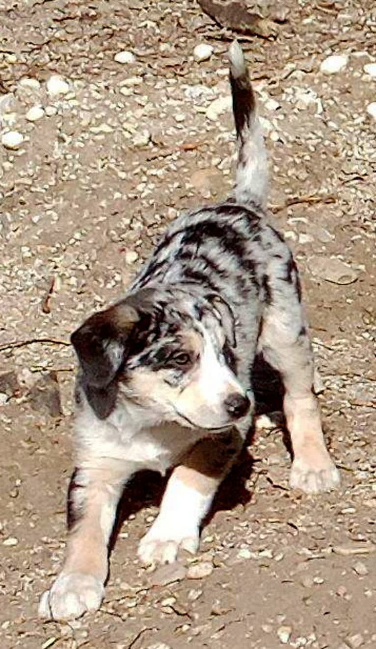 IronEye Pancho, a Border Collie and Catahoula Leopard Dog mix tested with EmbarkVet.com