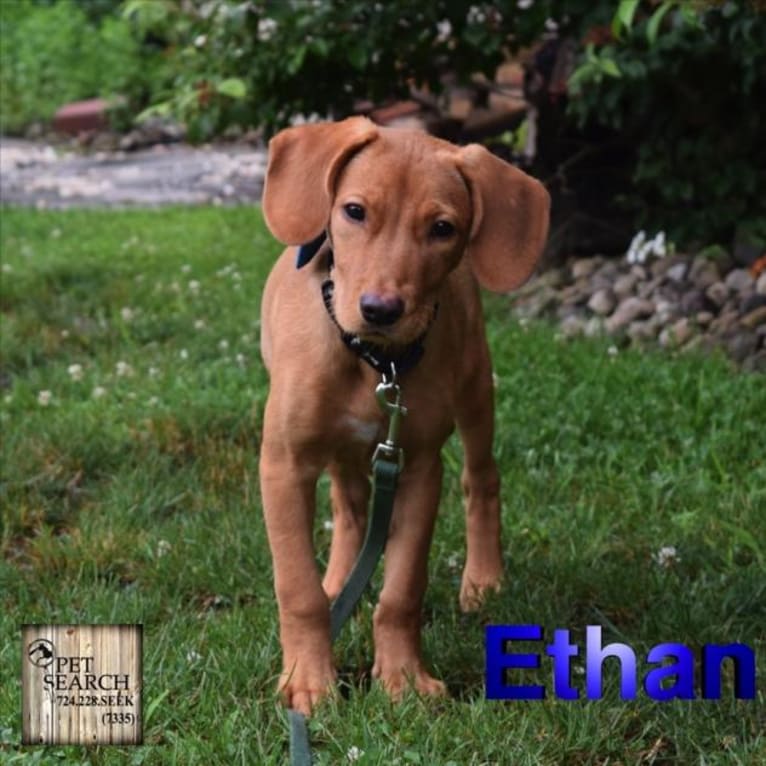 Ethan, a Rottweiler and American Pit Bull Terrier mix tested with EmbarkVet.com