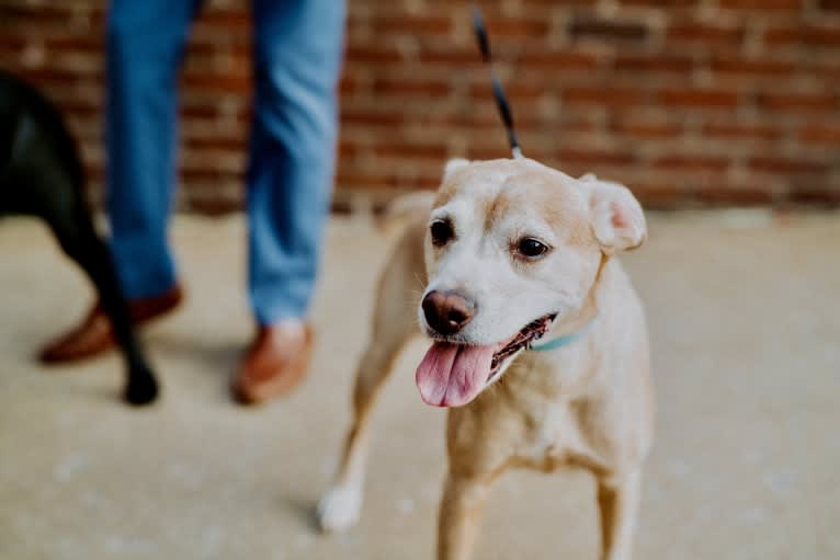 Kimber, an American Pit Bull Terrier and Cocker Spaniel mix tested with EmbarkVet.com