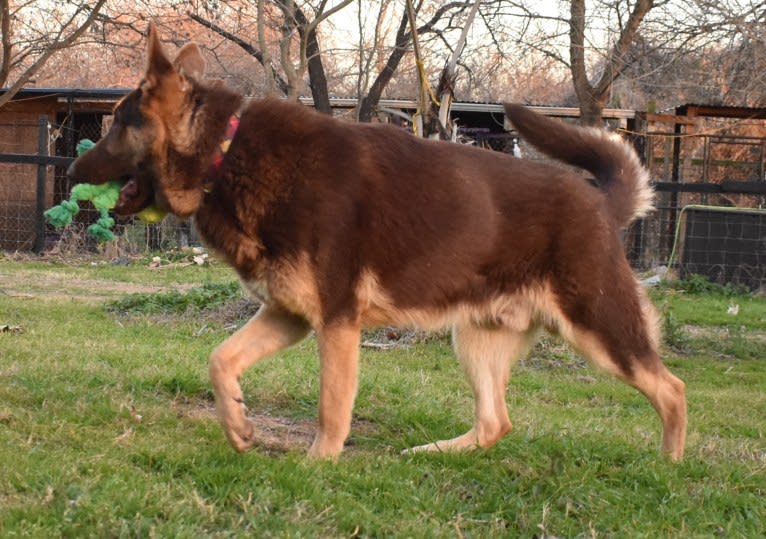 Bell's whiskey bear von Wolfgang haus, a German Shepherd Dog tested with EmbarkVet.com
