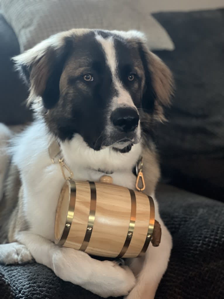 Clyde, an Anatolian Shepherd Dog and Great Pyrenees mix tested with EmbarkVet.com