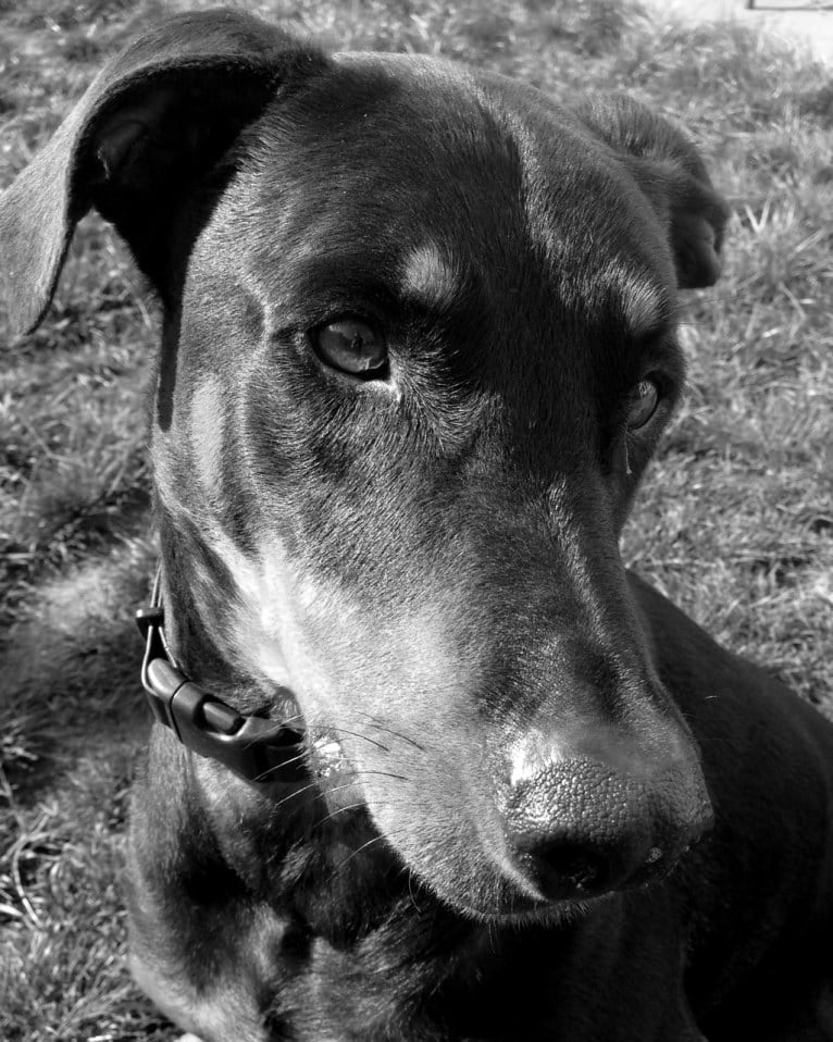 Neo, a Doberman Pinscher and Rottweiler mix tested with EmbarkVet.com