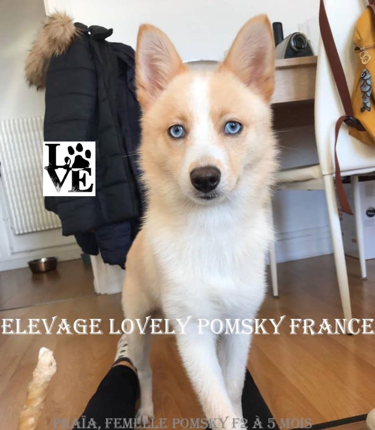 Praïa, a Pomsky tested with EmbarkVet.com