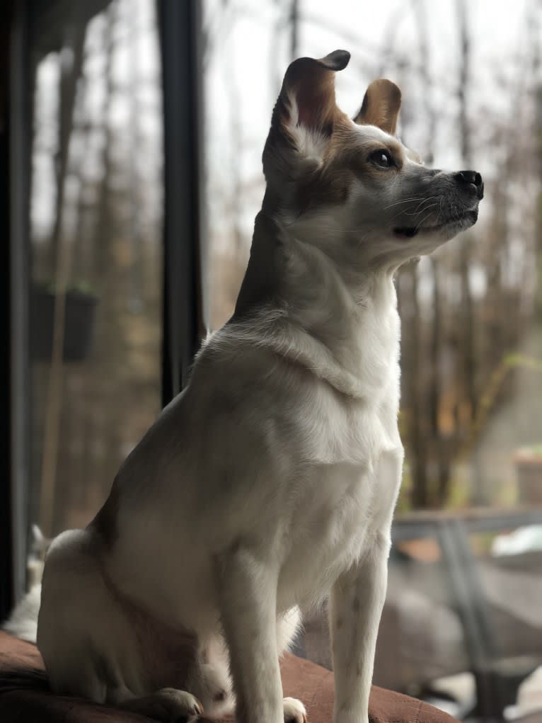 Jasper Chet, a Japanese or Korean Village Dog tested with EmbarkVet.com