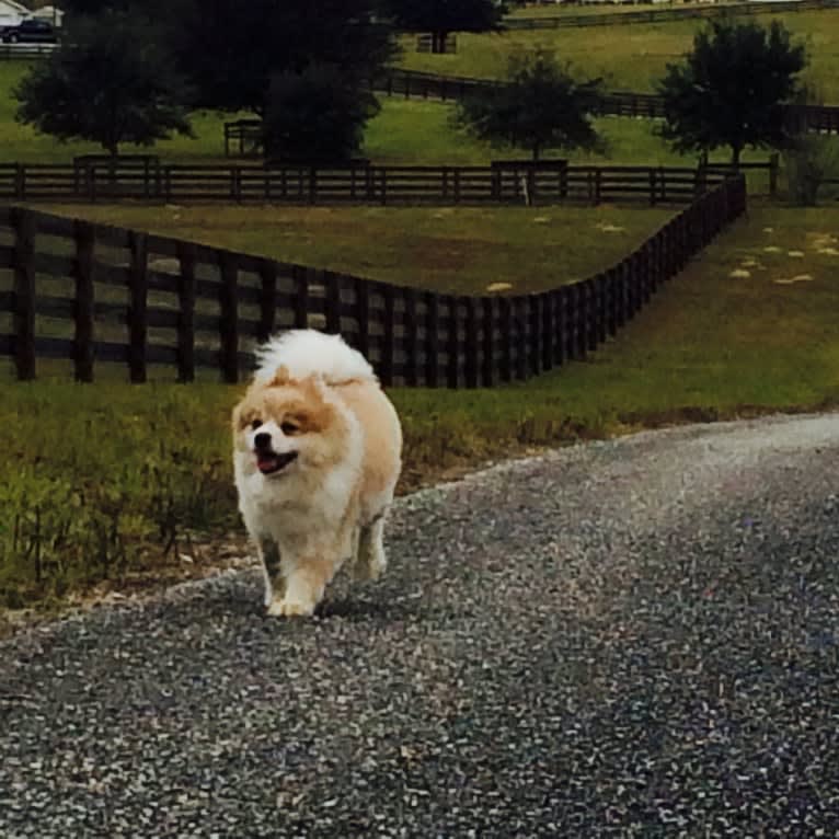 Techno, a Pomeranian tested with EmbarkVet.com