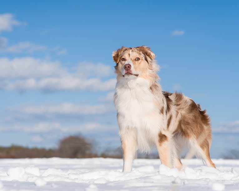 Neville, an Australian Shepherd tested with EmbarkVet.com