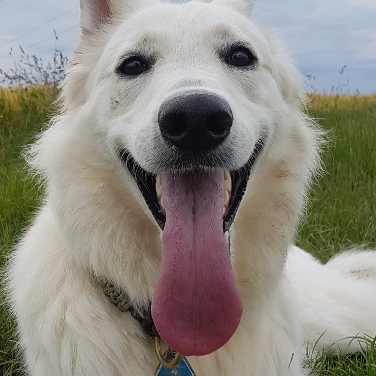 Tinkabell, a White Shepherd tested with EmbarkVet.com