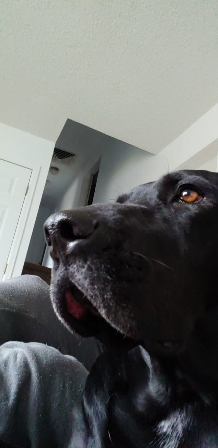 Nala Bear Brooks, a Bluetick Coonhound and Labrador Retriever mix tested with EmbarkVet.com