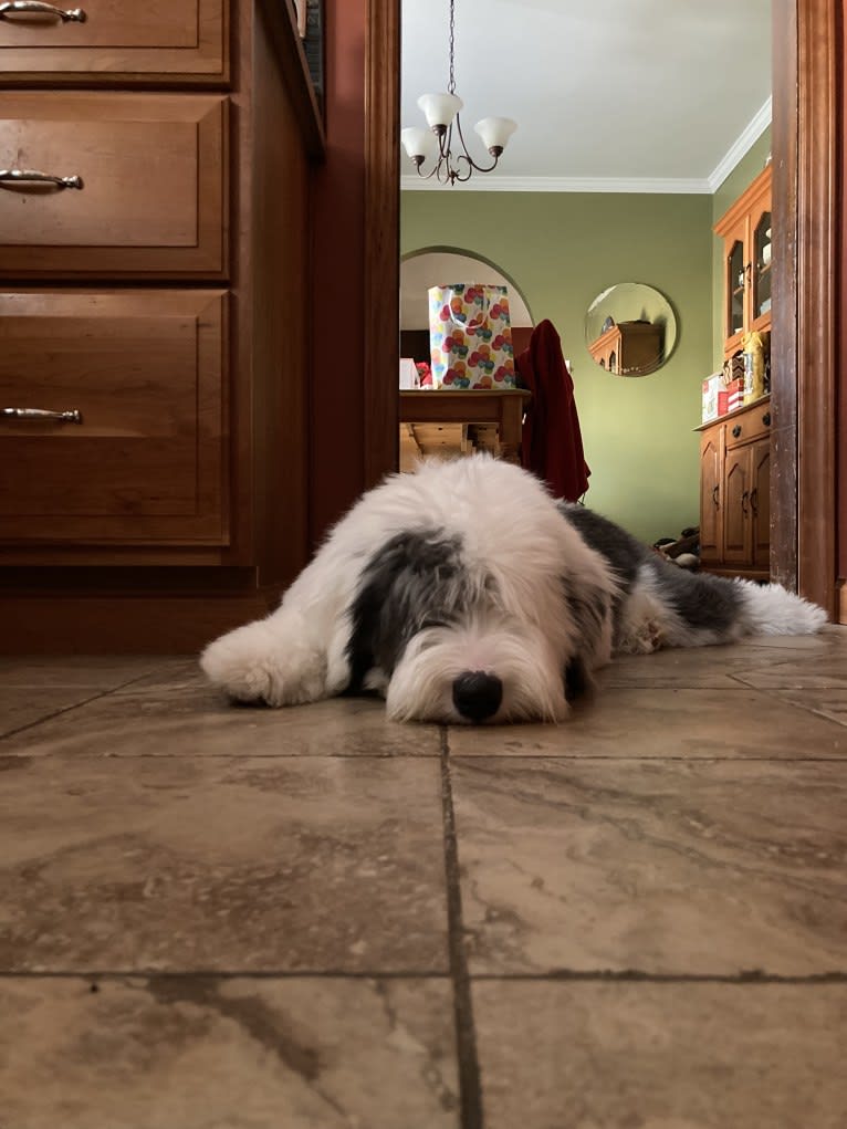 Indy, an Old English Sheepdog tested with EmbarkVet.com