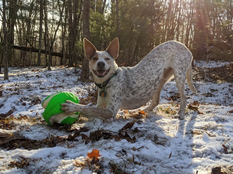 Zero, an Australian Cattle Dog and American Staffordshire Terrier mix tested with EmbarkVet.com