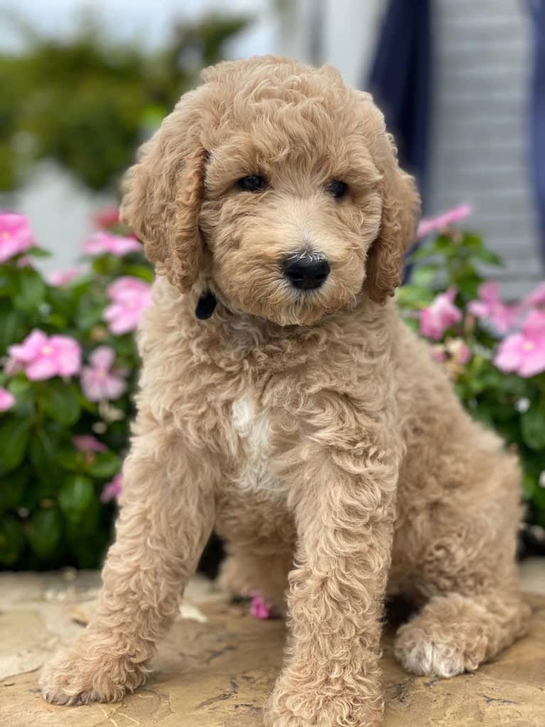 Benson, a Poodle (Standard) tested with EmbarkVet.com