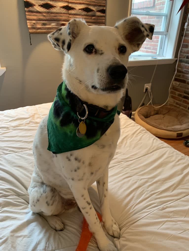 Louis, an American Pit Bull Terrier and Cocker Spaniel mix tested with EmbarkVet.com