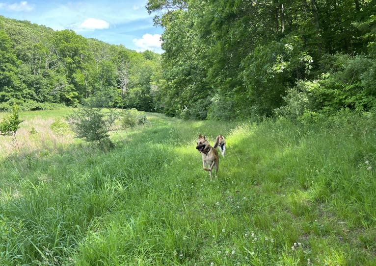 Everhett, a German Shepherd Dog and Australian Cattle Dog mix tested with EmbarkVet.com