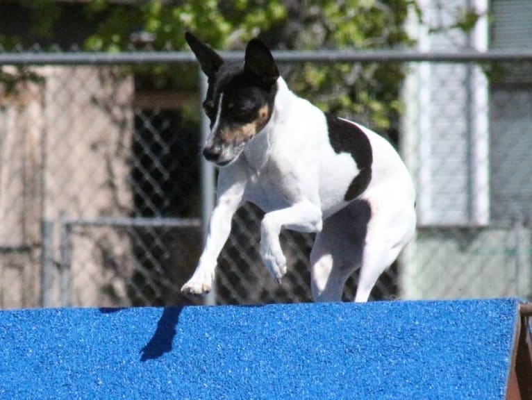 Pi, a Rat Terrier and American Pit Bull Terrier mix tested with EmbarkVet.com