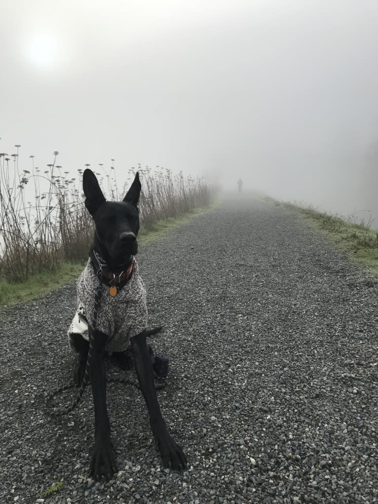 Bruce, a German Shepherd Dog and Great Dane mix tested with EmbarkVet.com