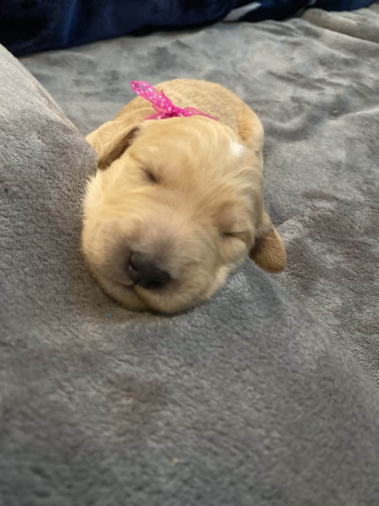 Blossom, a Poodle (Standard) and Golden Retriever mix tested with EmbarkVet.com