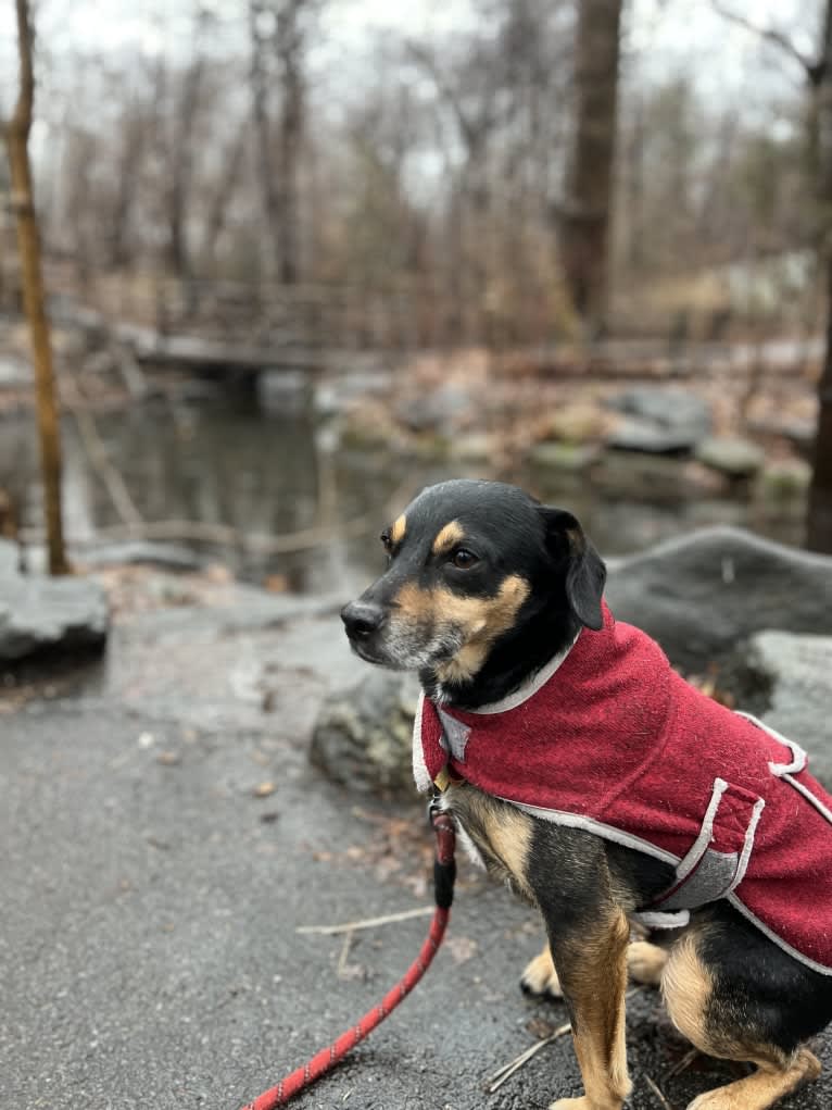 Cody, a Rat Terrier and Cocker Spaniel mix tested with EmbarkVet.com