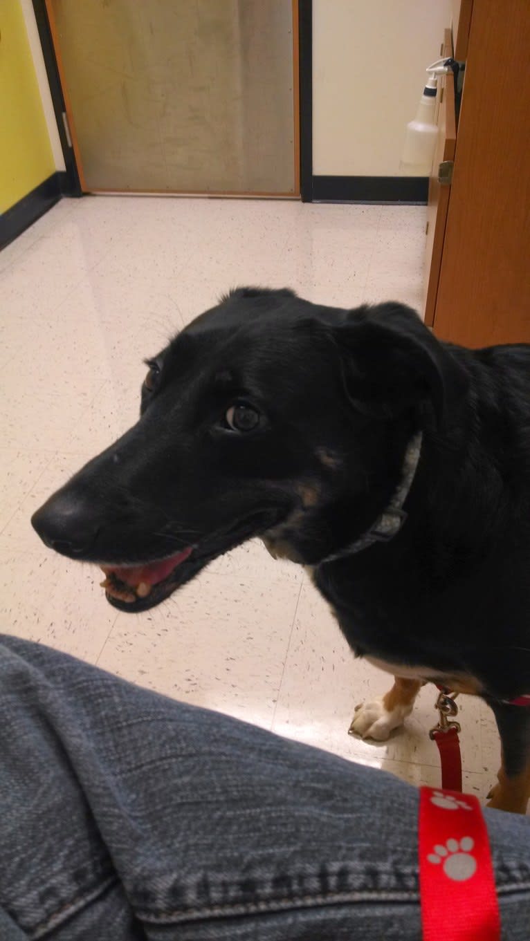 Brodie, a German Shepherd Dog and Dalmatian mix tested with EmbarkVet.com