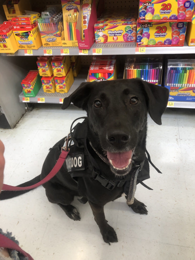 Kaida, a Labrador Retriever and Australian Shepherd mix tested with EmbarkVet.com