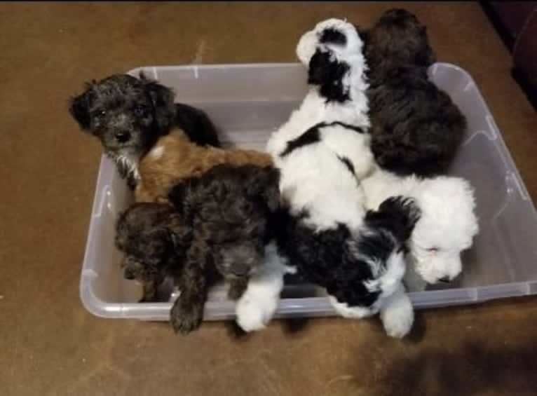 Ester, a Poodle (Small) tested with EmbarkVet.com