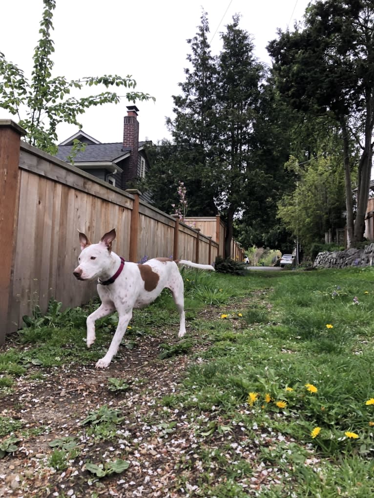 Molly Mae, an American Pit Bull Terrier and Australian Cattle Dog mix tested with EmbarkVet.com