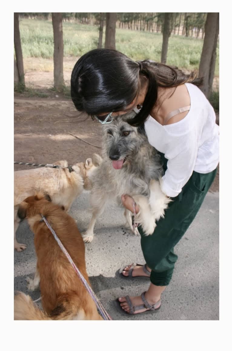 Charybdis, an Arabian Village Dog tested with EmbarkVet.com