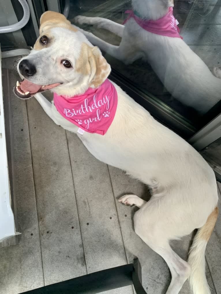 Bella, a Great Pyrenees and Australian Cattle Dog mix tested with EmbarkVet.com