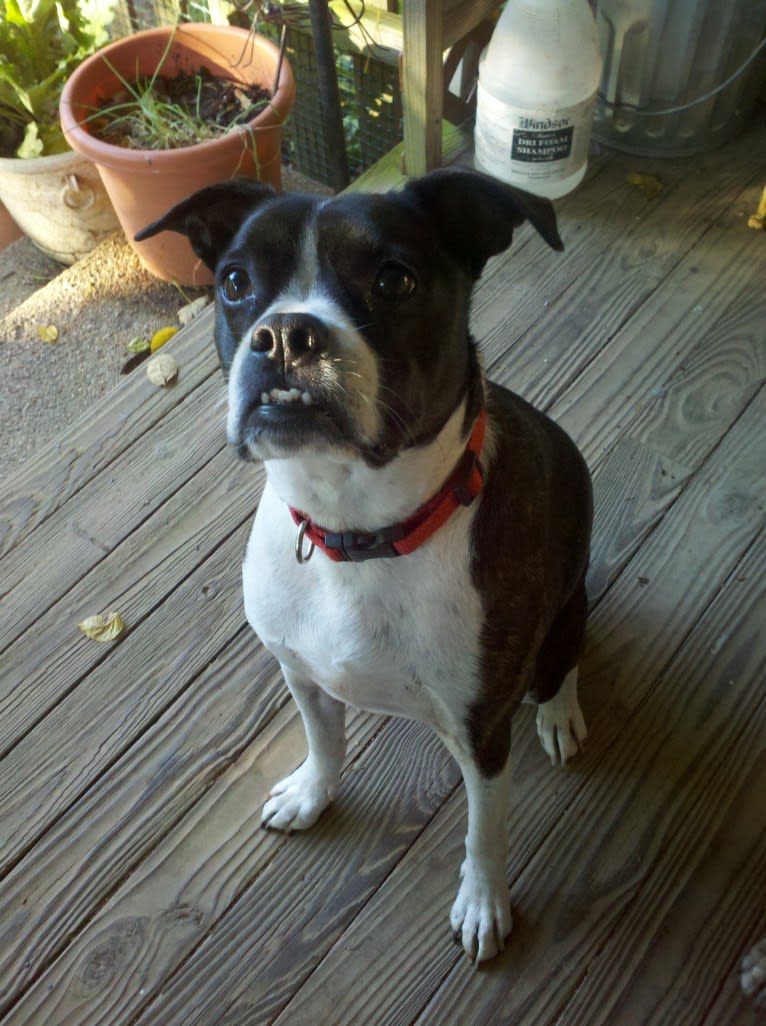 Louie Bean, a Boston Terrier and Rat Terrier mix tested with EmbarkVet.com