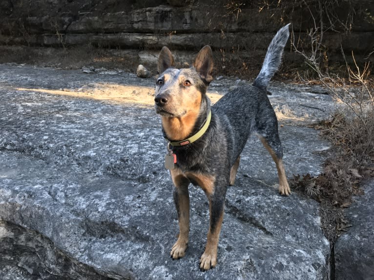 Hank, an Australian Cattle Dog and American Pit Bull Terrier mix tested with EmbarkVet.com