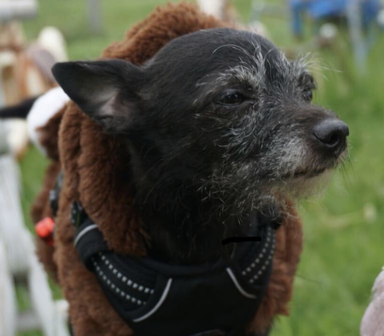 Ponyo, a Chihuahua and Rat Terrier mix tested with EmbarkVet.com