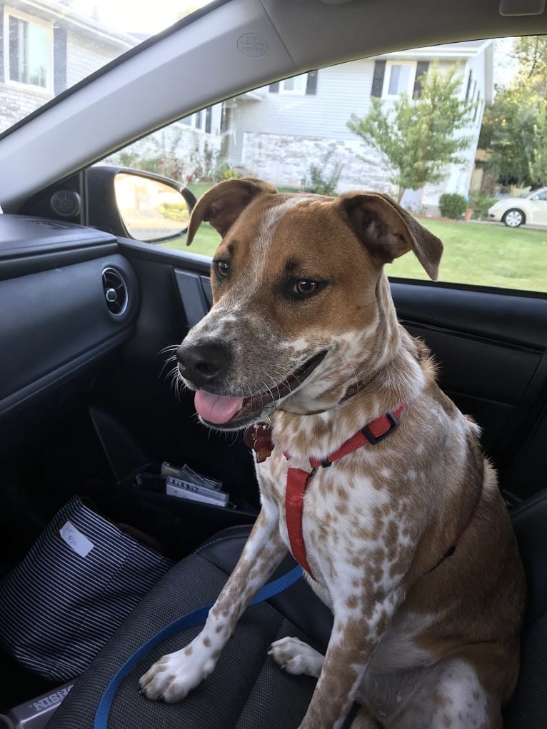 Ruby Mae, an American Pit Bull Terrier and Australian Cattle Dog mix tested with EmbarkVet.com