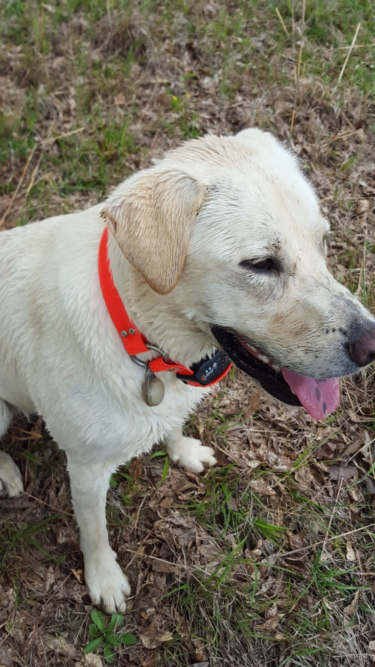 YOGI, a Labrador Retriever and American Pit Bull Terrier mix tested with EmbarkVet.com