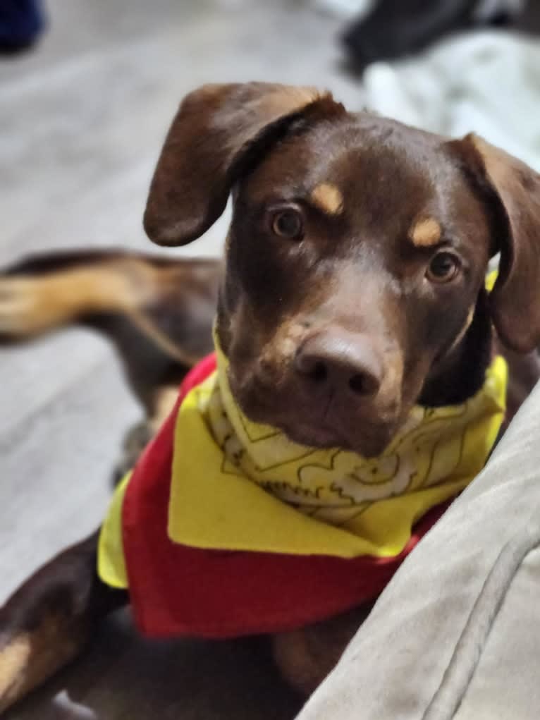 Bustelo, an American Pit Bull Terrier and Australian Cattle Dog mix tested with EmbarkVet.com