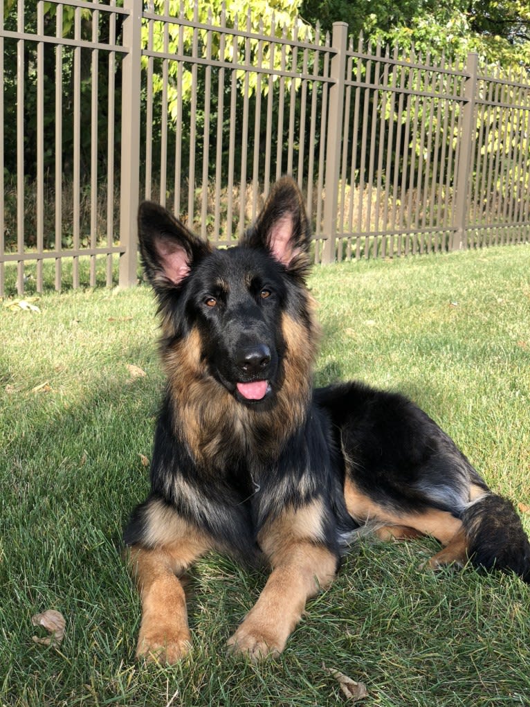 Kaila, a German Shepherd Dog tested with EmbarkVet.com