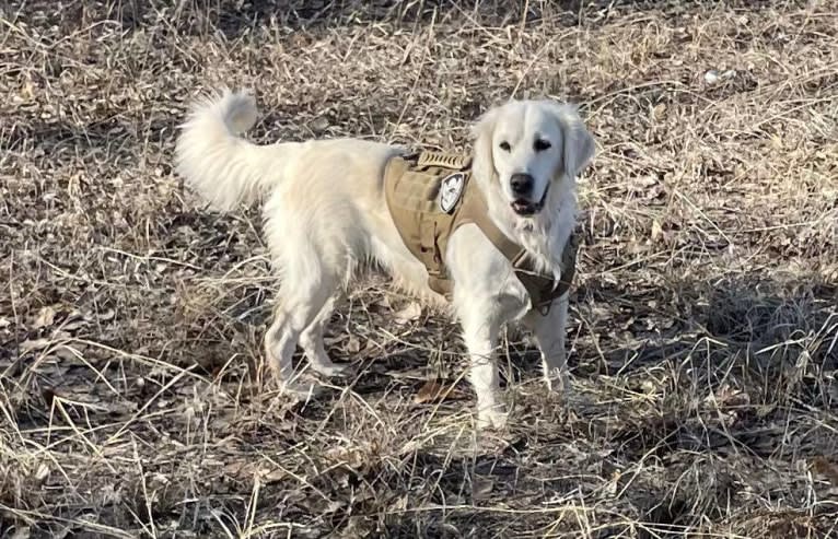 Navilis F Vera angeni, a Golden Retriever tested with EmbarkVet.com