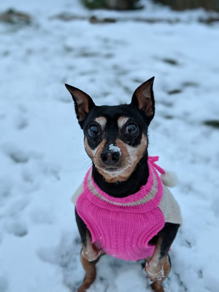 Kaidyn, a Miniature Pinscher tested with EmbarkVet.com