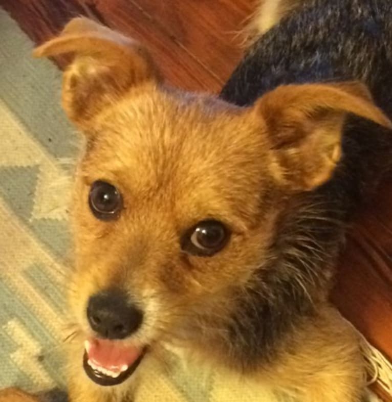 Piper, a Chorkie (7.6% unresolved) tested with EmbarkVet.com