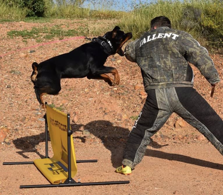 Wüstenhaus Samson, a Rottweiler tested with EmbarkVet.com