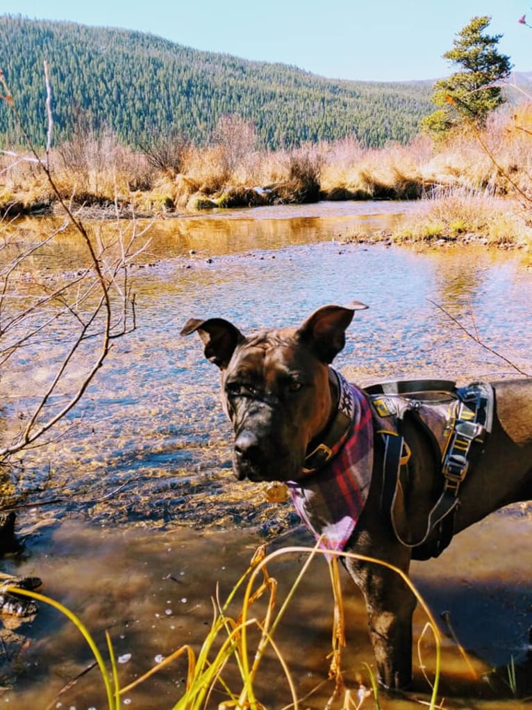 Andromeda, an American Pit Bull Terrier and Boxer mix tested with EmbarkVet.com