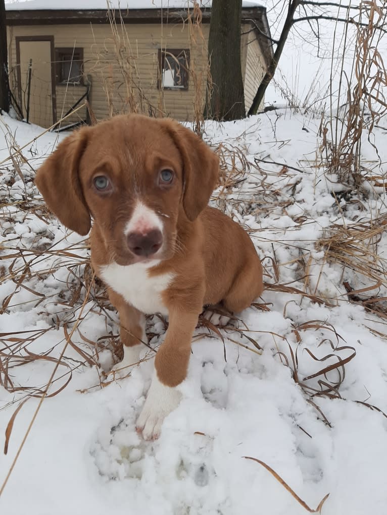 Viola, an American Pit Bull Terrier and Catahoula Leopard Dog mix tested with EmbarkVet.com