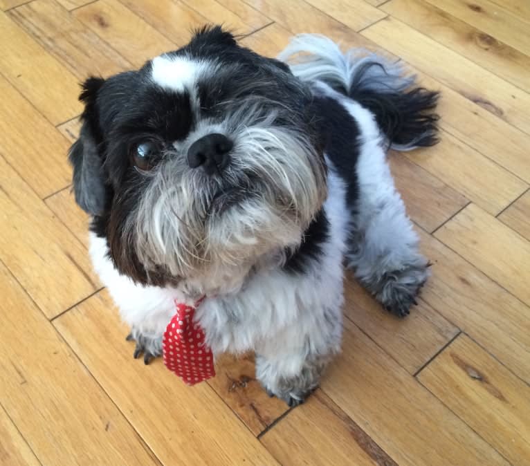 Merf Dinosaurpizza, a Shih Tzu tested with EmbarkVet.com