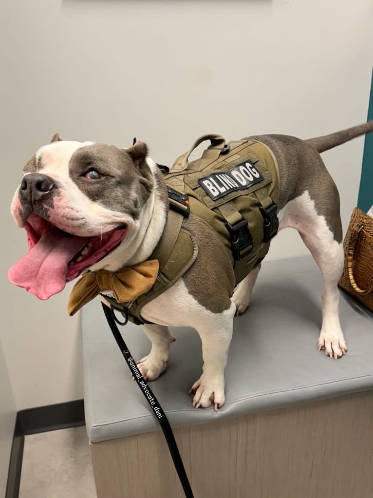 Rhino, an American Bully and Bulldog mix tested with EmbarkVet.com