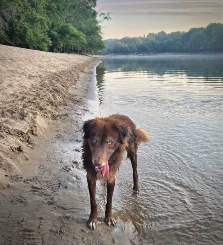 Folger, an Australian Shepherd and Siberian Husky mix tested with EmbarkVet.com