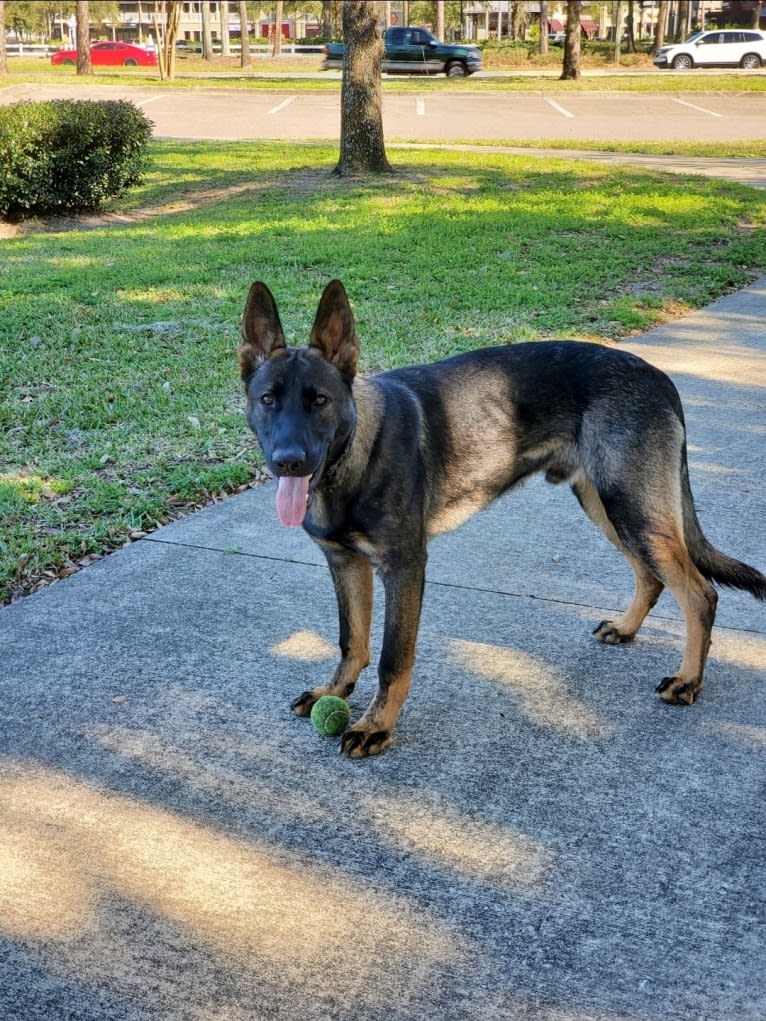 Argos Envy2 Augustine Vom Marienhof, a German Shepherd Dog tested with EmbarkVet.com