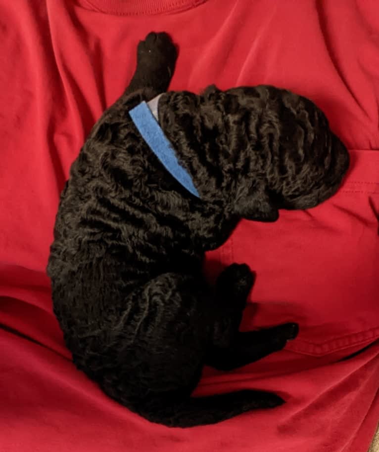 Wrighty, a Curly-Coated Retriever tested with EmbarkVet.com