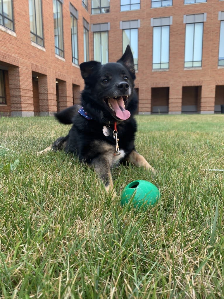 Remy, a Norwegian Elkhound and Australian Shepherd mix tested with EmbarkVet.com