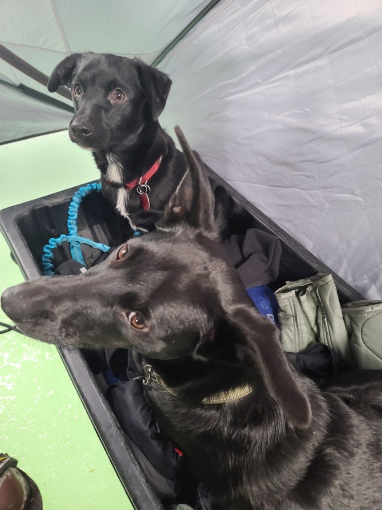 Captain Awesome, an Alaskan-type Husky and Cocker Spaniel mix tested with EmbarkVet.com