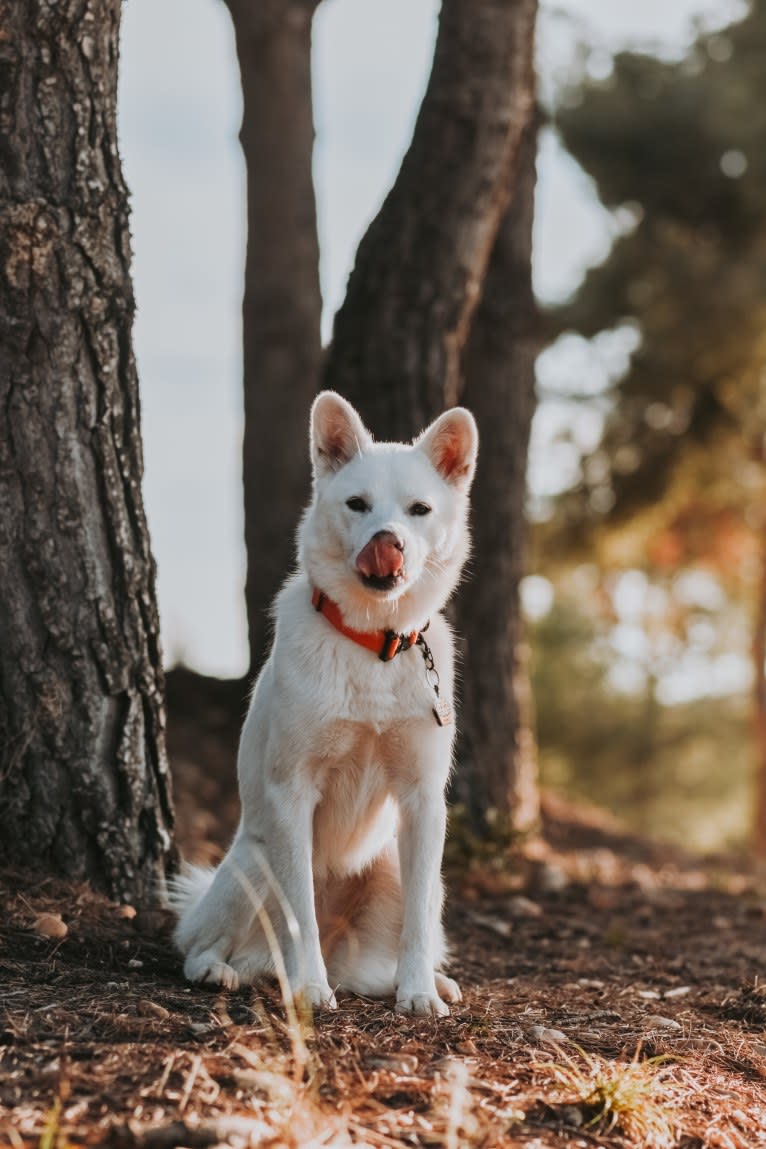 Nuru, a Japanese or Korean Village Dog and Jindo mix tested with EmbarkVet.com