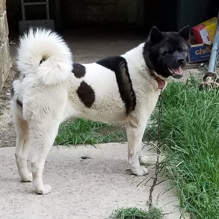 Sansa, an Akita tested with EmbarkVet.com