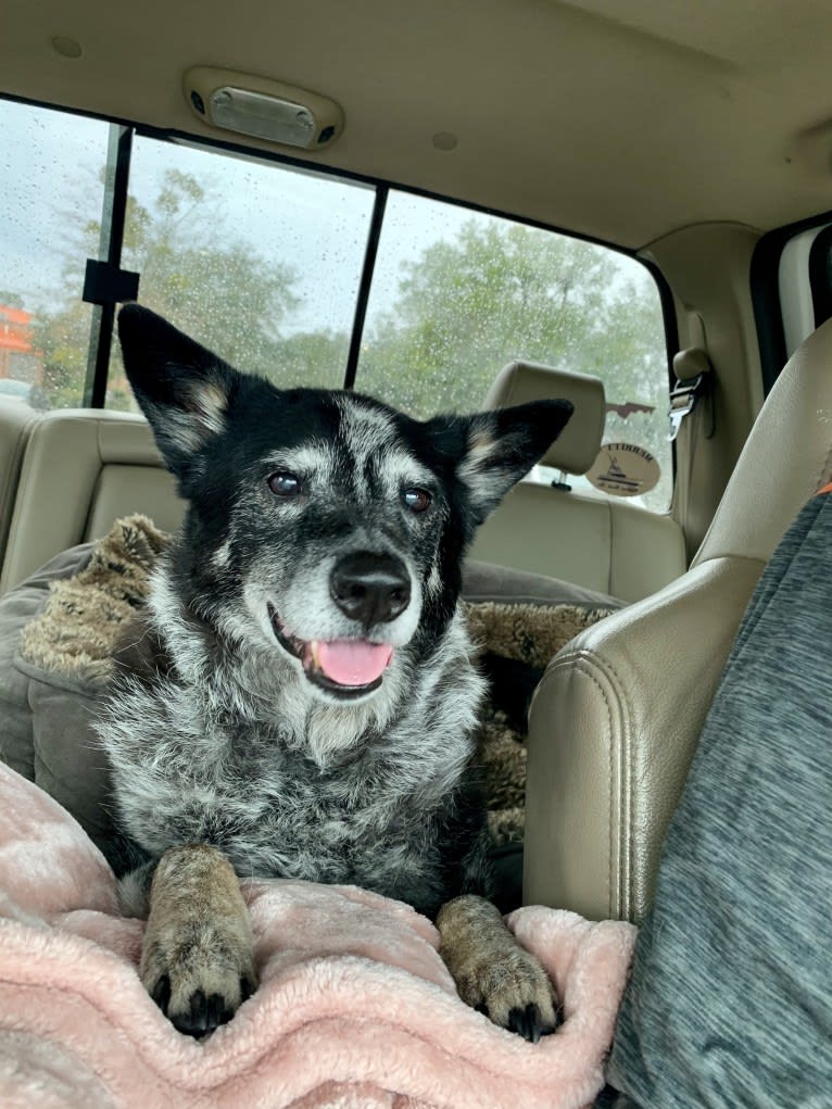 JAMY, an Australian Cattle Dog and Border Collie mix tested with EmbarkVet.com